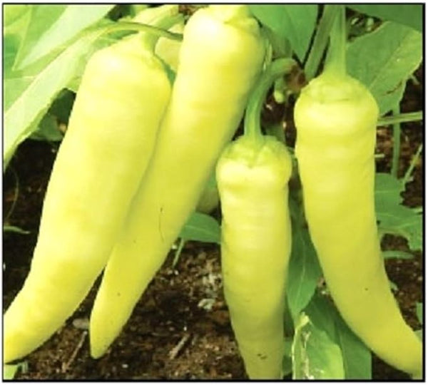 Sweet Banana Pepper ( Malu Miri ) 1lb - මාළු මිරිස්