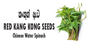 Red Water Spinach / Kangkung  (කංකුන්/கங்குன்) - Seeds