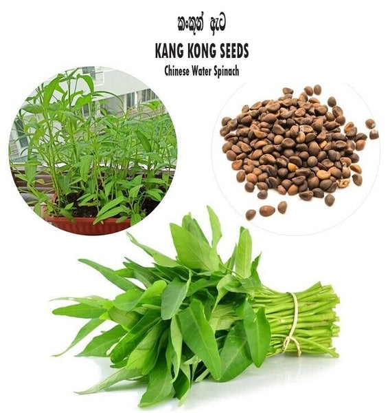 Water Spinach / Kang kung  (කංකුන්/கங்குன்) - Seeds