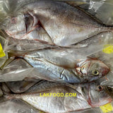 Fresh Sri Lankan Parawa Fish - 2LB ($9.99/LB)