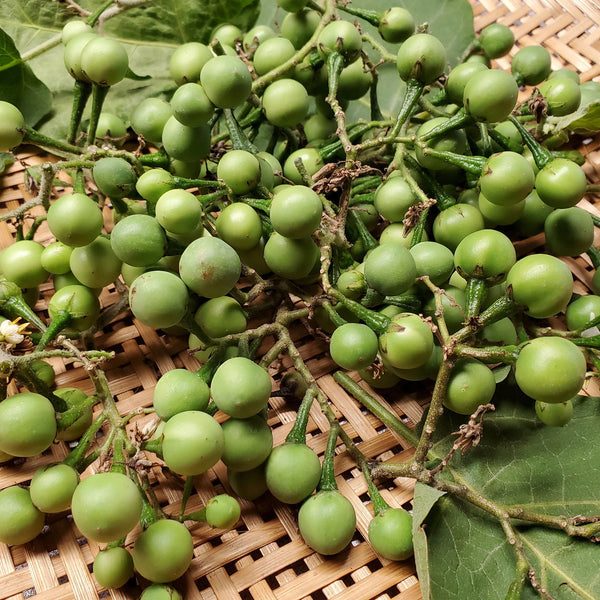 Pea Eggplant / Turkey Berry / Thibbatu / තිබ්බටු / சுண்டைக்காய் 1/2 lb